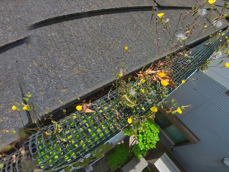 落ち葉よけネットはついているのですが、雨樋に落ち葉や土が溜まって雑草が生えています。